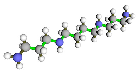 Spermine molecular structure. A compound found in human sperm