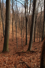 Forest in autumn