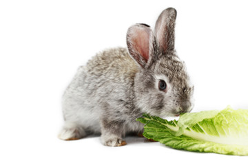 Gray rabbit
