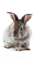 Gray rabbit