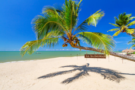 Tropical palm tree on the beach of Koh Kho Khao island, Thailand