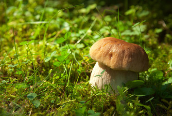 Boletus edulis   in natural environment.