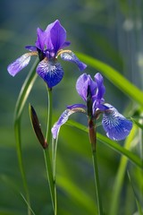 sibirische schwertlilie / iris sibirica