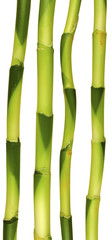 Obraz premium tiges de lucky bamboo, plante porte-bonheur