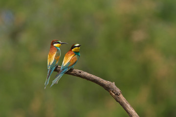 oiseau exotique (guepier d'europe)