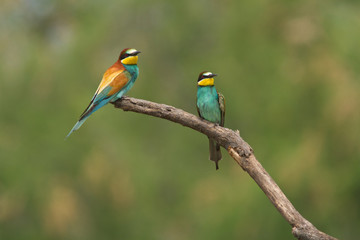 oiseau exotique (guepier d'europe)