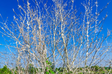  Apple Ermine (Yponomeuta malinellus)