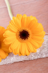 yellow maguerite flower summer  plant