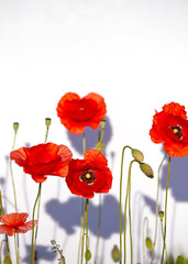 Obraz premium Field of beautiful red poppies isolated on white with shadow
