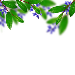 Green leaves and blue flowers