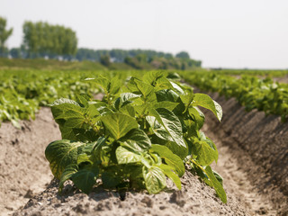 potato field in growing stage