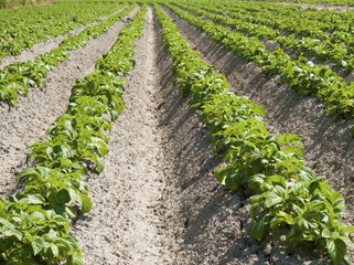 potato field in growing stage - 53343809