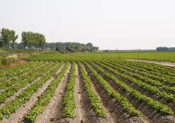 Fototapeta na wymiar potato field in growing stage
