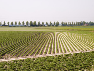 potato field in growing stage - 53343811