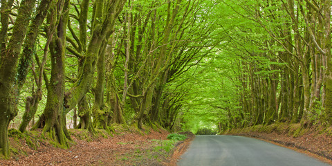Road and natural canopy of beech (fagus sylvaticus) in Devon UK