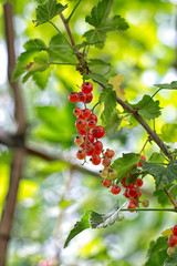 red currant is in a garden