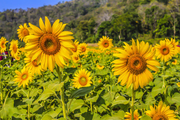 Fototapeta premium Sunflower in the sunflower farm