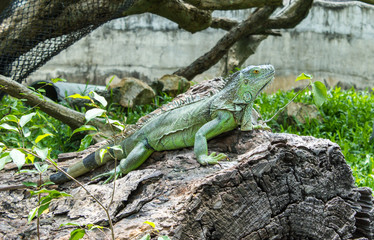 Iguana