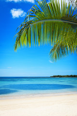 Fototapeta na wymiar Ветки пальмы на фоне моря и неба