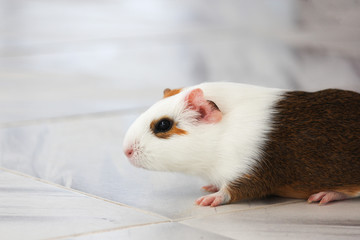 guinea pig sitting on a white floor