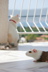 guinea pig with white cat on the balcony