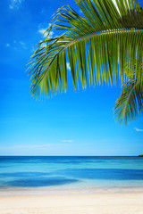 Ветки пальмы на фоне моря и неба