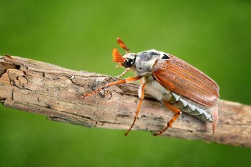 Cockchafer or May bug (Melolontha melolontha)