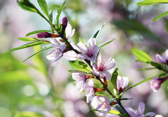 Sakura