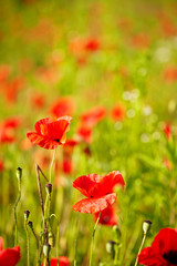 Fototapeta premium Field of Poppy Flowers Papaver rhoeas in Spring