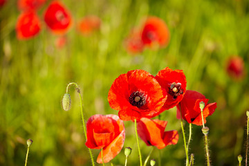 Field of  Poppy Flowers Papaver rhoeas in Spring