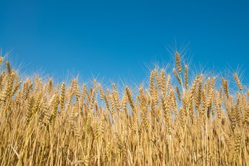 wheat field