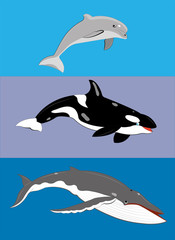 Different types of whales.