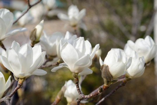Fototapeta a beautiful white magnolia flower with fresh odor