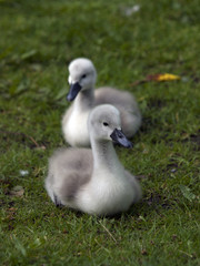 Cygnets