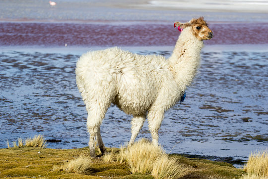 Lama on the Laguna Colorada, Bolivia