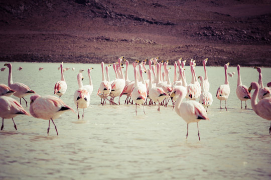 Vintage Flamingos on lake in Andes, the southern part of Bolivia