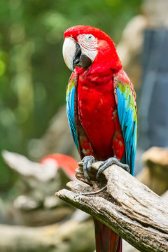 Fototapeta Scarlet Macaw
