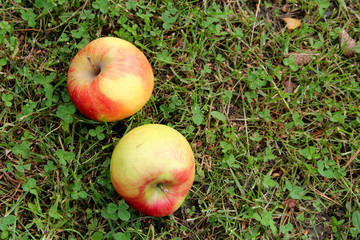 two apples lie on the ground, on the grass, top view