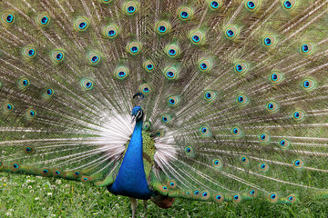 Obraz premium павлиний хвост крупным планом