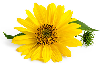 Obraz premium Staudensonnenblume