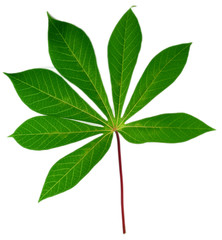 leaf idea isolated on white background