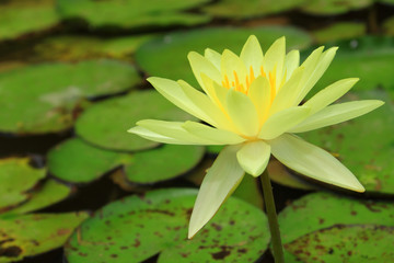 Yellow water lily