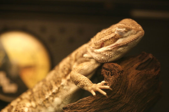 Stock image of a reptil lizard sleeping