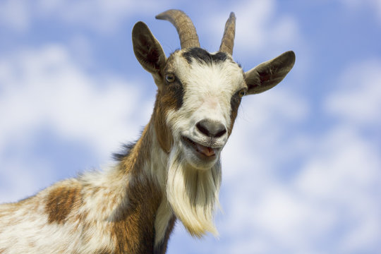 freche Ziege