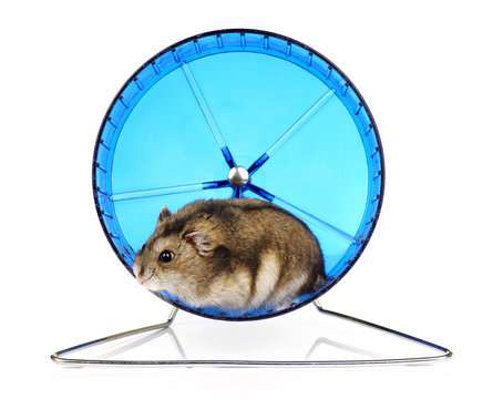 Dwarf Hamster in Blue Exercise Wheel