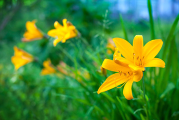 Bright yellow lily flowers in summer garden