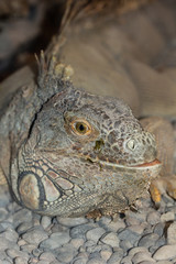 portrait of the Iguana
