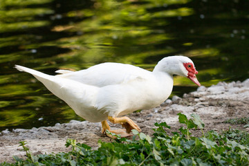 goose near water