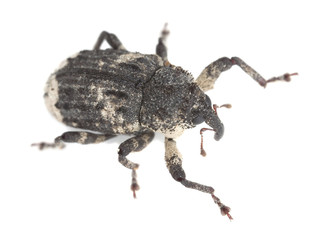 Poplar and willow borer, Cryptorhynchus lapathi isolated © Henrik Larsson