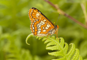 Scarce Fritillary, Euphydryas maturna, on fern